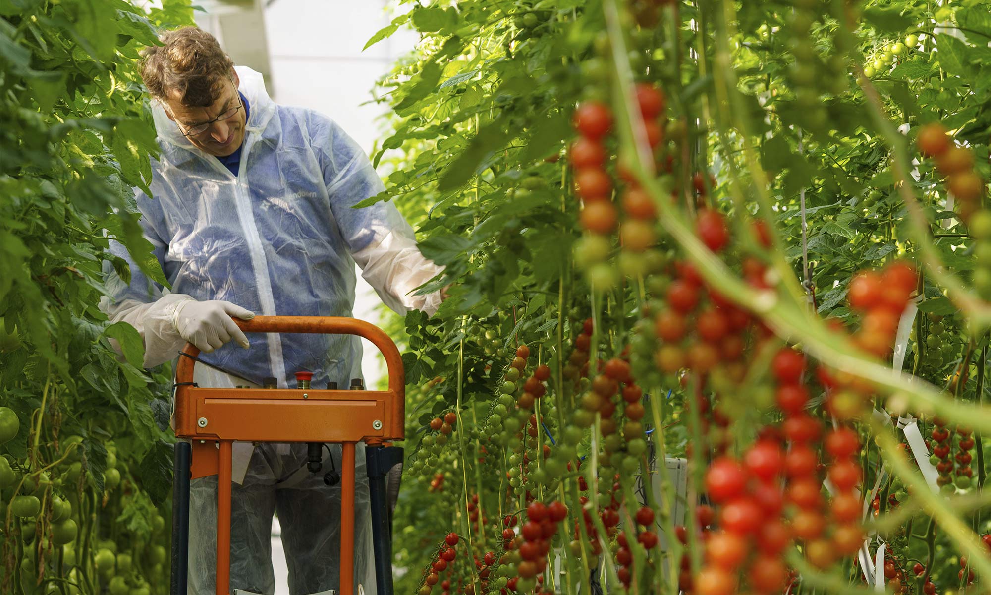 High throughput screening in tomatoes High throughput screening in tomatoes